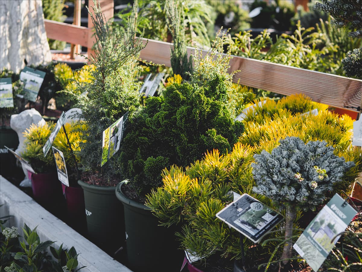 Gartenpflanzen