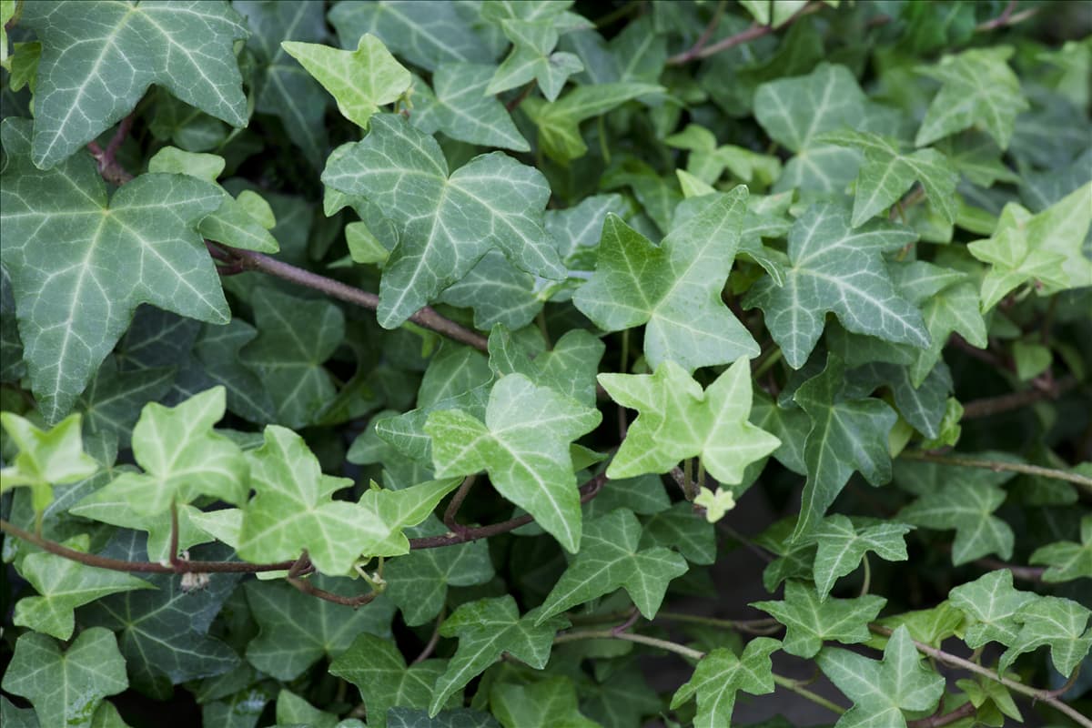 Hedera helix