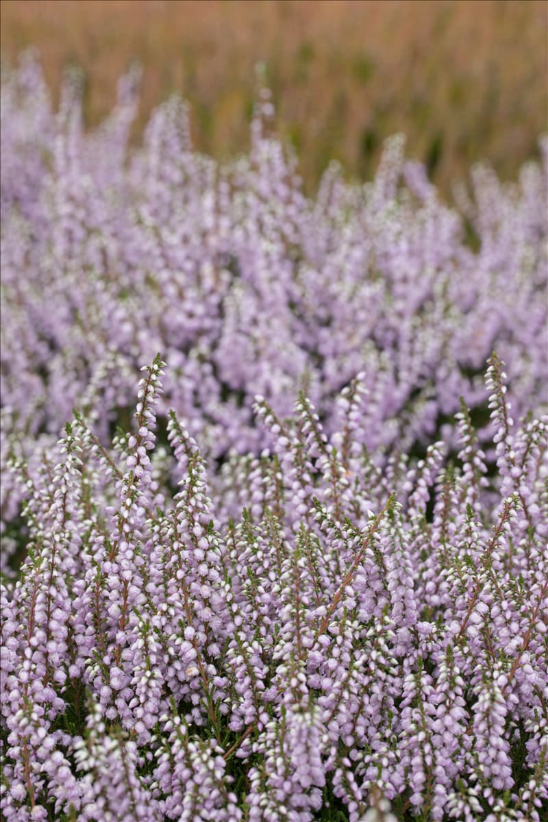 Calluna vulgaris 'County Wicklow' Besenheide 'County Wicklow'