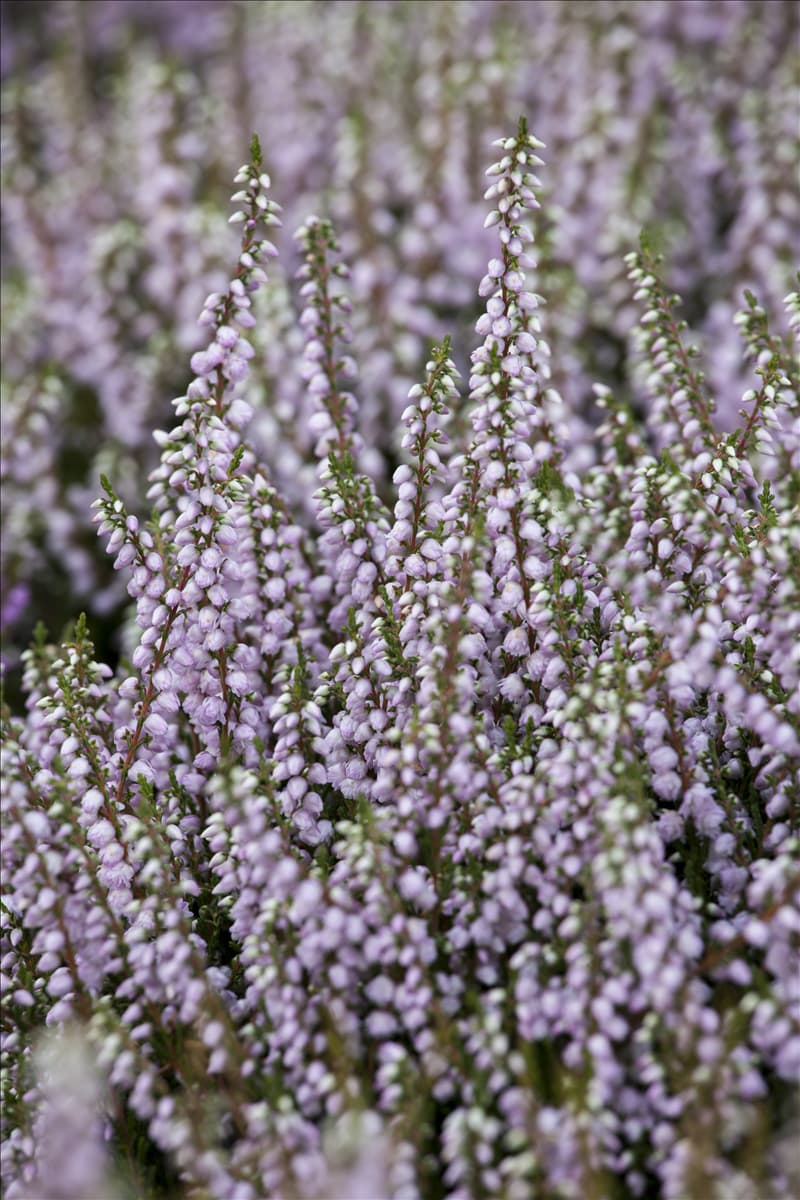 Calluna vulgaris 'Tib' Besenheide 'Tib'