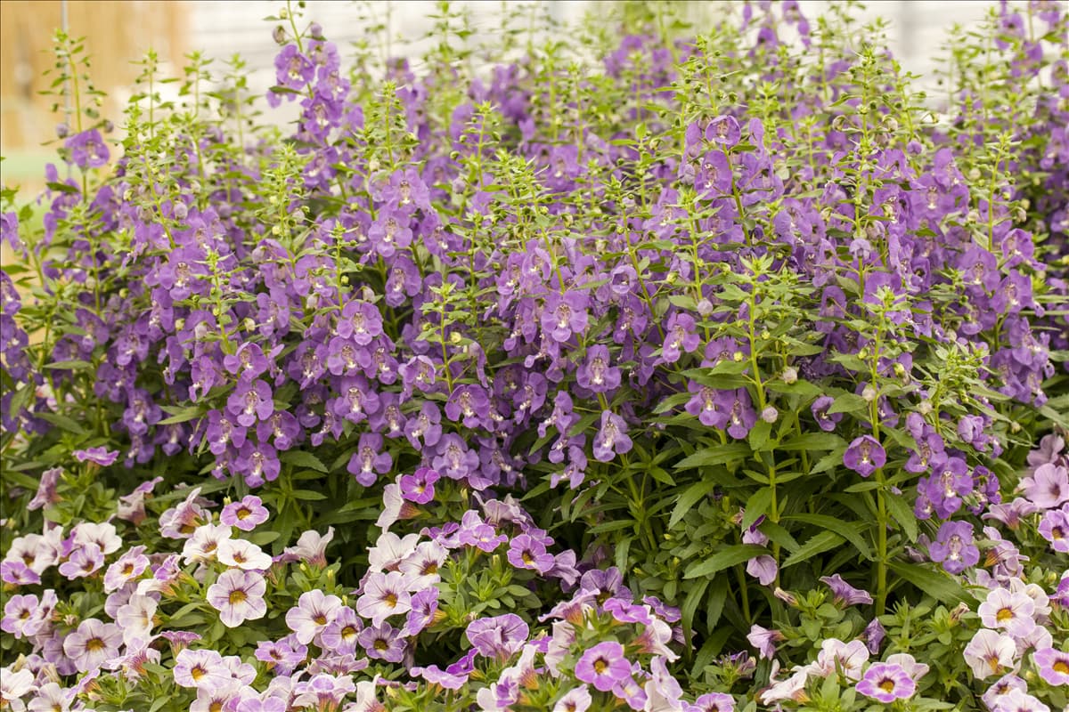 Angelonia hybrid Angelonia