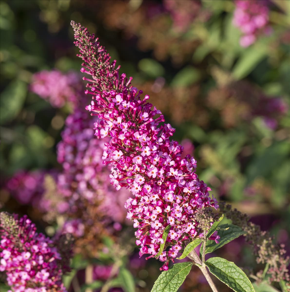 Buddleja davidii BUZZ™ 'Velvet'(s)