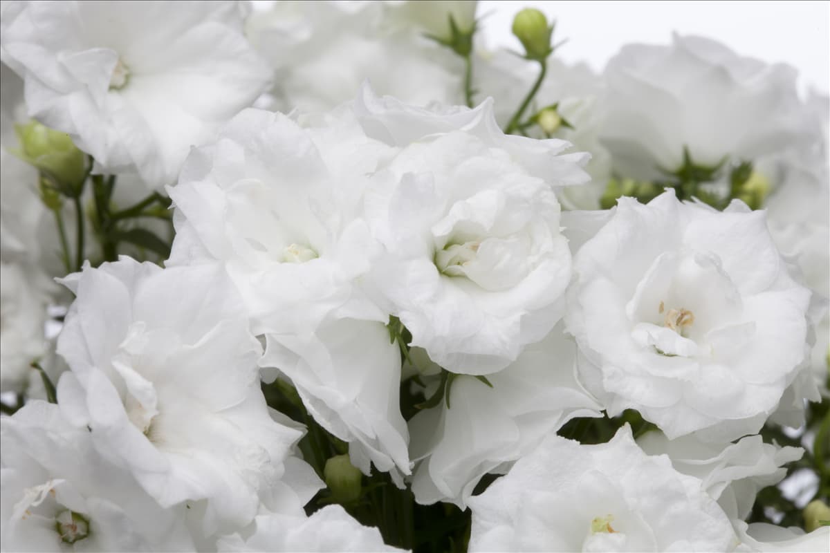 Campanula haylodgensis 'Wonder'