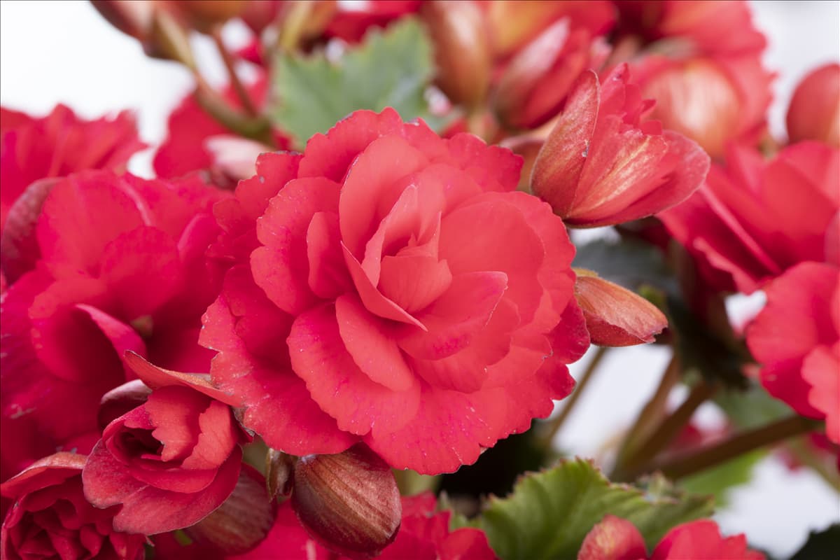 Begonia elatior 'Grace'® Begonie