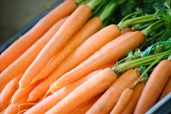 Daucus carota var. sativus
