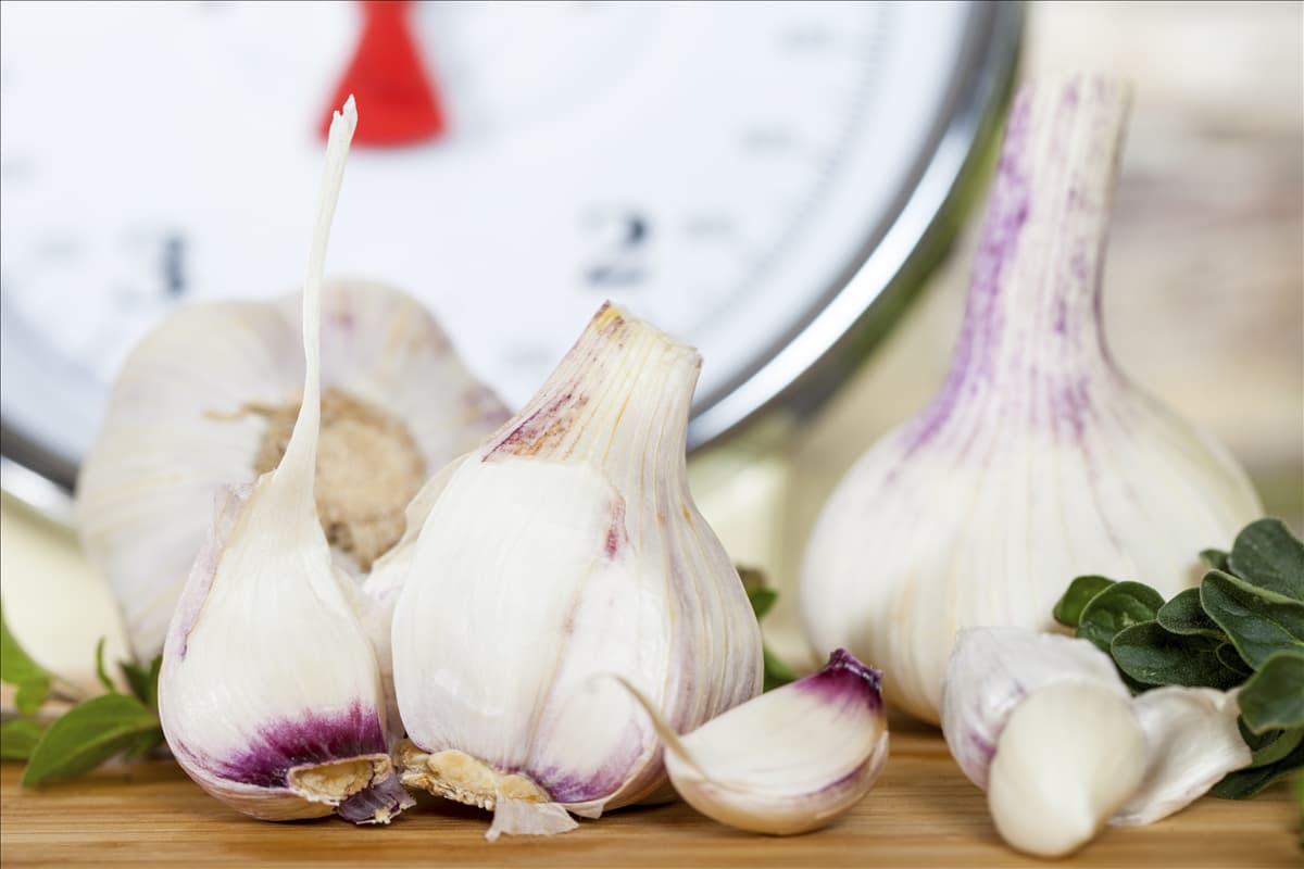 Allium sativum Echter Knoblauch