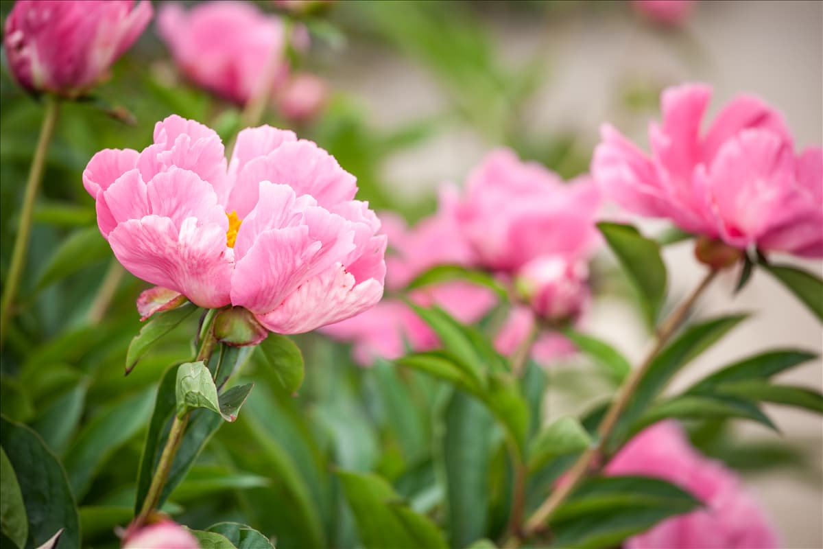 Paeonia lactiflora