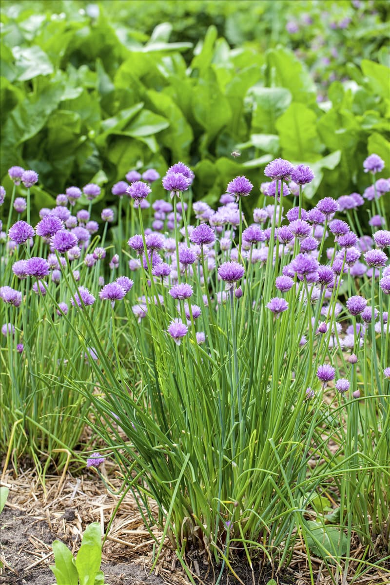Allium schoenoprasum Schnittlauch