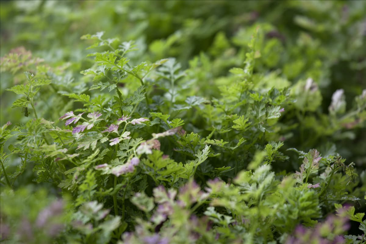 Anthriscus cerefolium Echter Kerbel