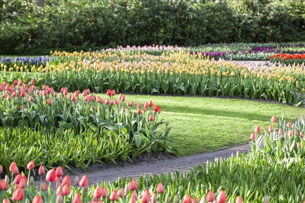 Tulipa