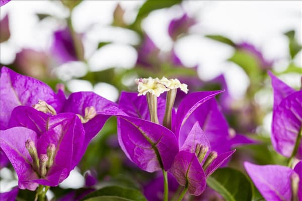 Bougainvillea glabra 'Sanderiana'