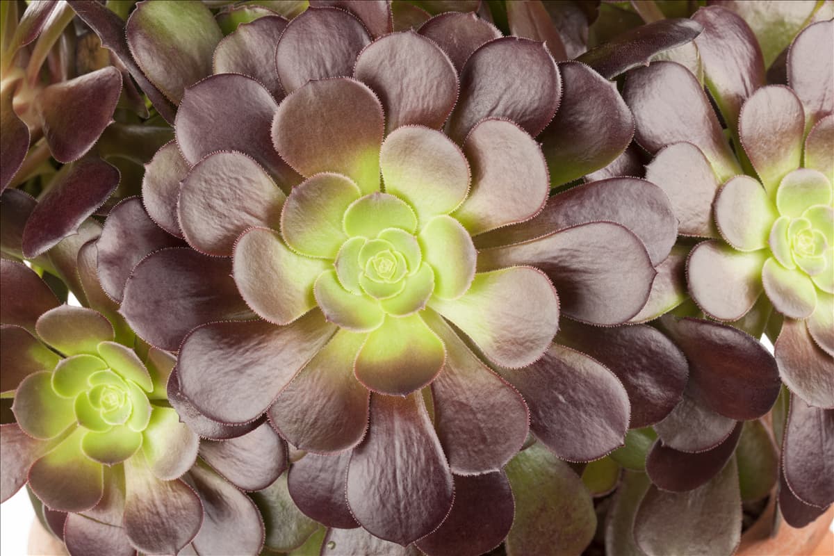 Aeonium arboreum Aeonium