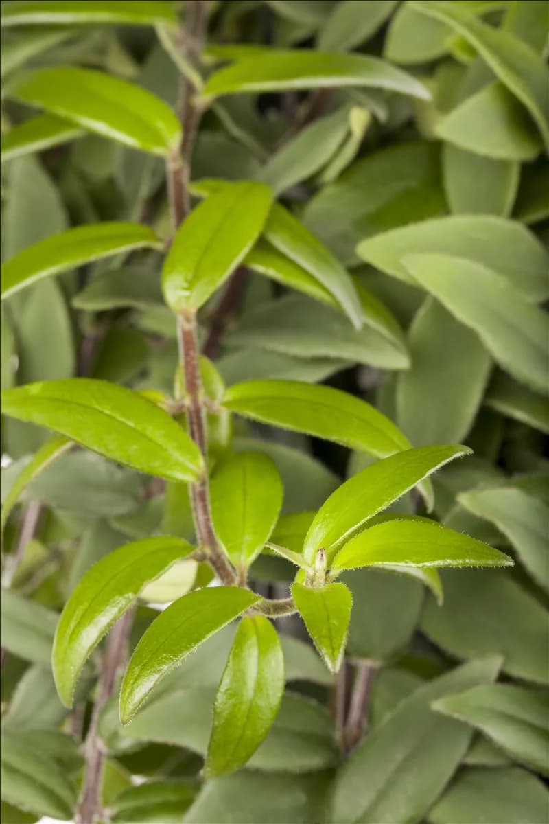 Aeschynanthus