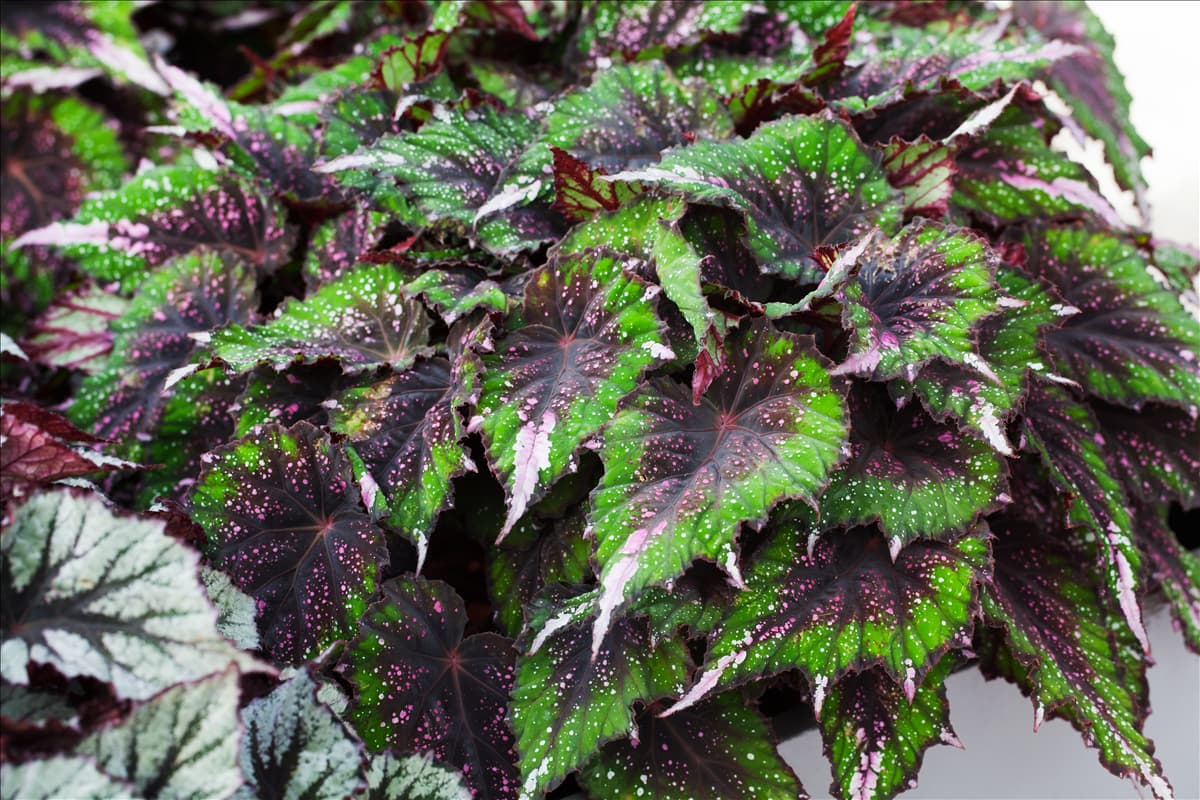 Begonia rex 'Evening Glow'®