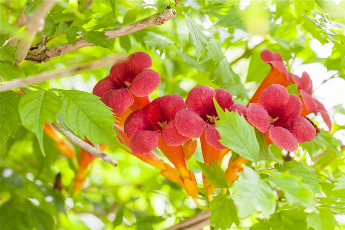 Campsis radicans Rote Kletter-Trompetenblume