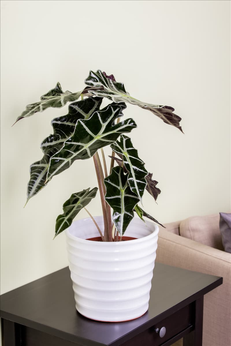 Alocasia x amazonica 'Polly' Pfeilblatt