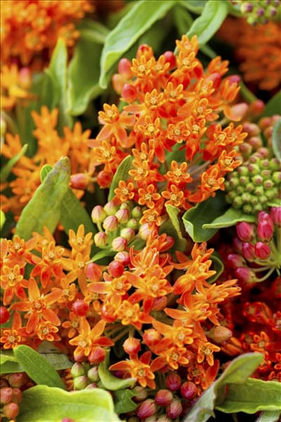 Asclepias curassavica