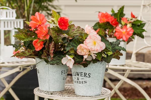 Begonia x tuberhybrida 'Perfume Dreams'