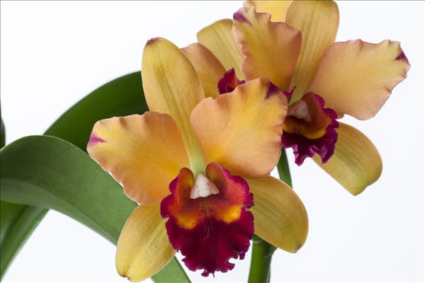 Cattleya