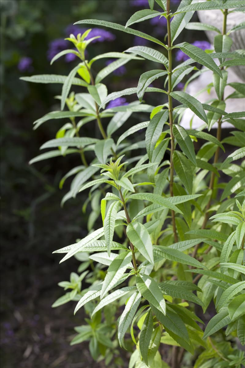 Aloysia triphylla Zitronenverbene