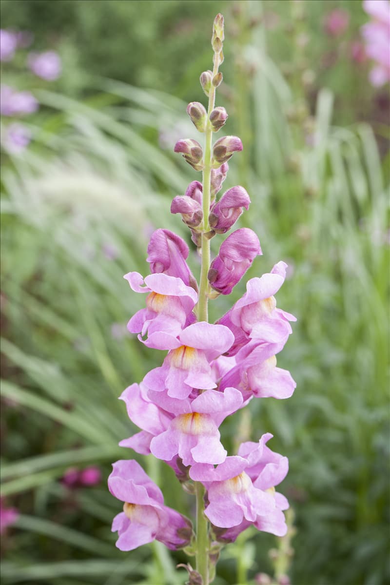 Antirrhinum majus 'Rocket' Großes Löwenmaul 'Rocket'