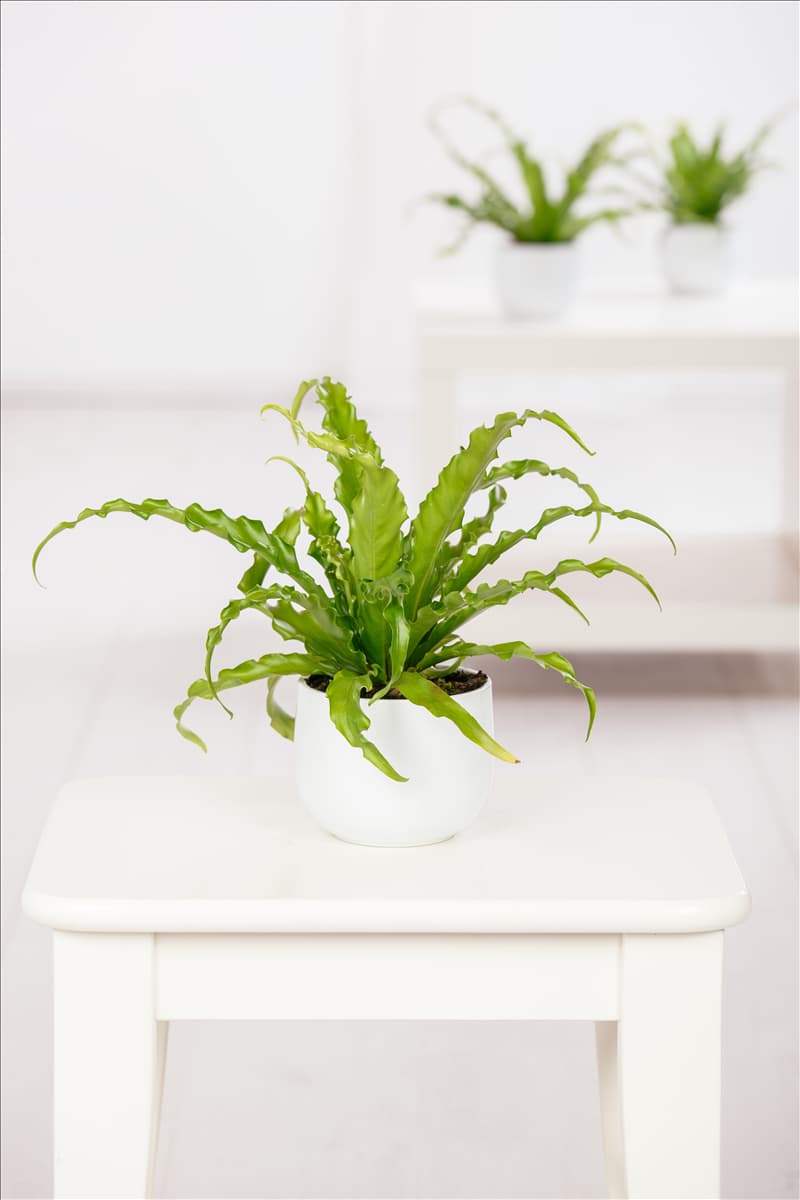 Asplenium nidus Nestfarn