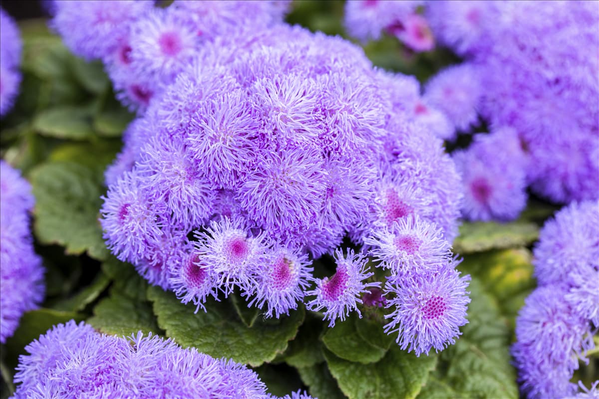 Ageratum houstonianum Leberbalsam