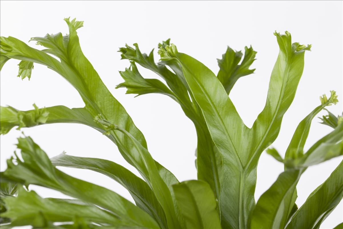 Asplenium nidus 'Amy' Nestfarn 'Amy'