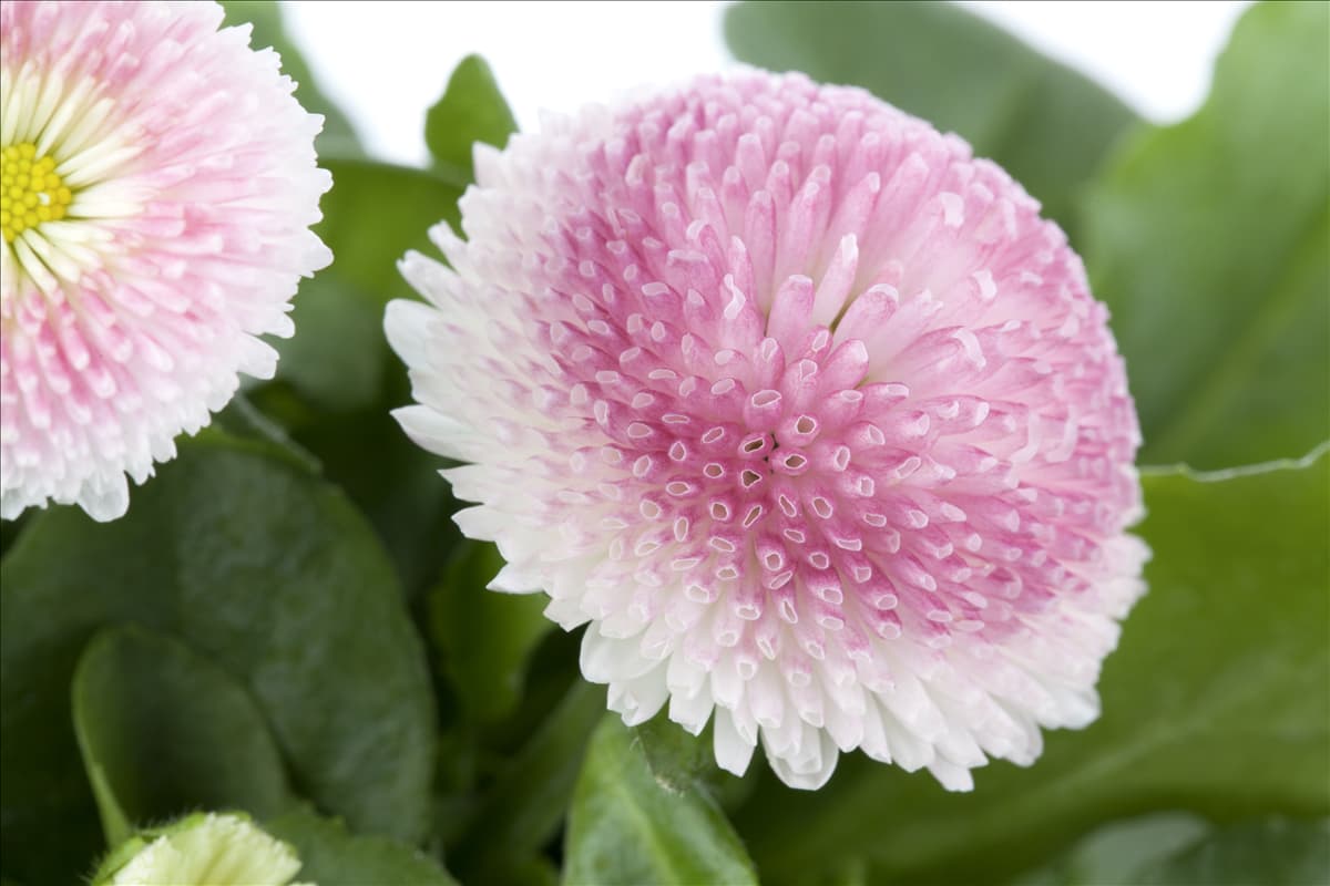 Bellis perennis