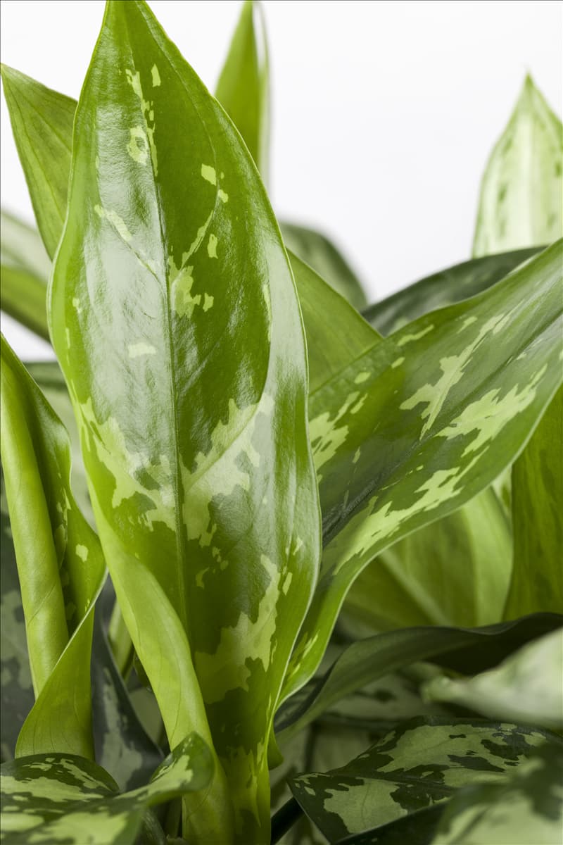 Aglaonema commutatum Kolbenfaden