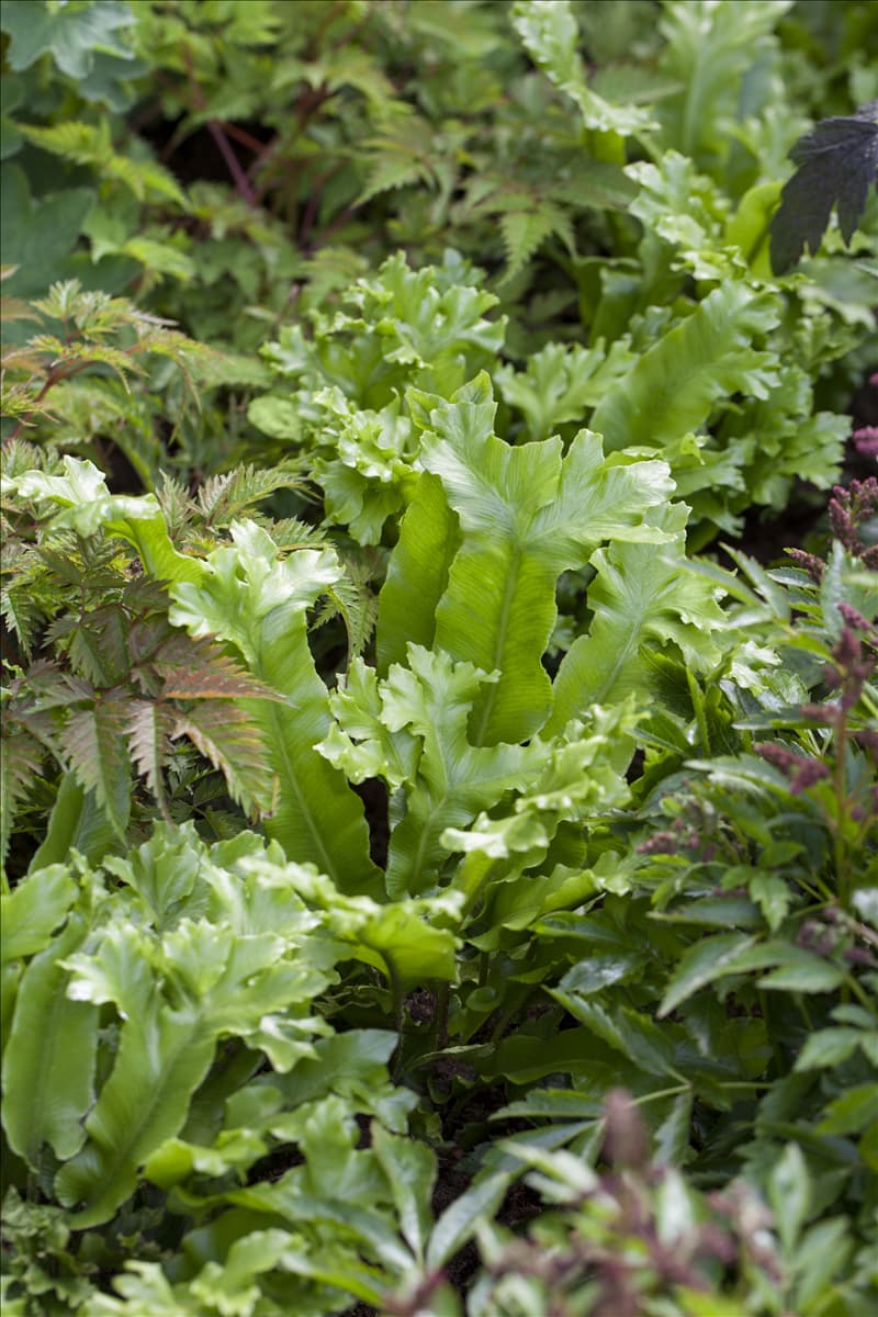 Asplenium scolopendrium Hirschzungenfarn