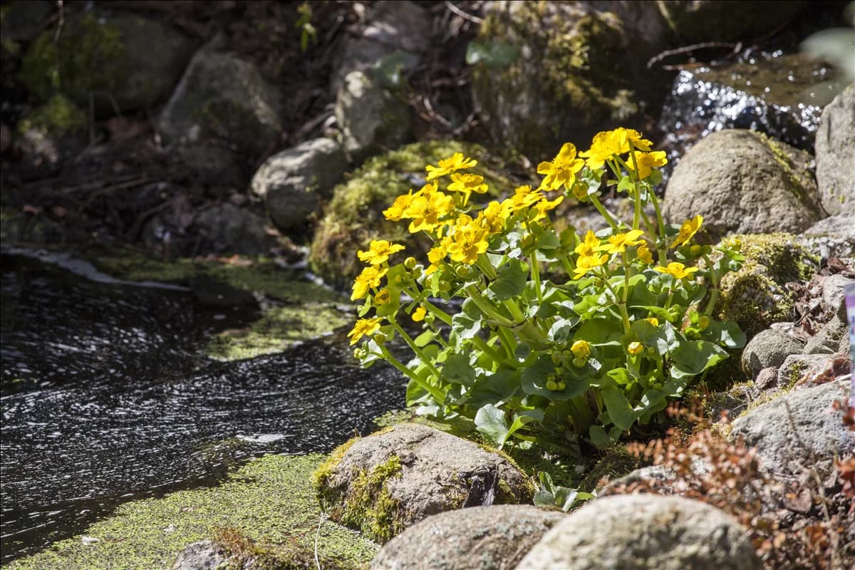 Caltha palustris