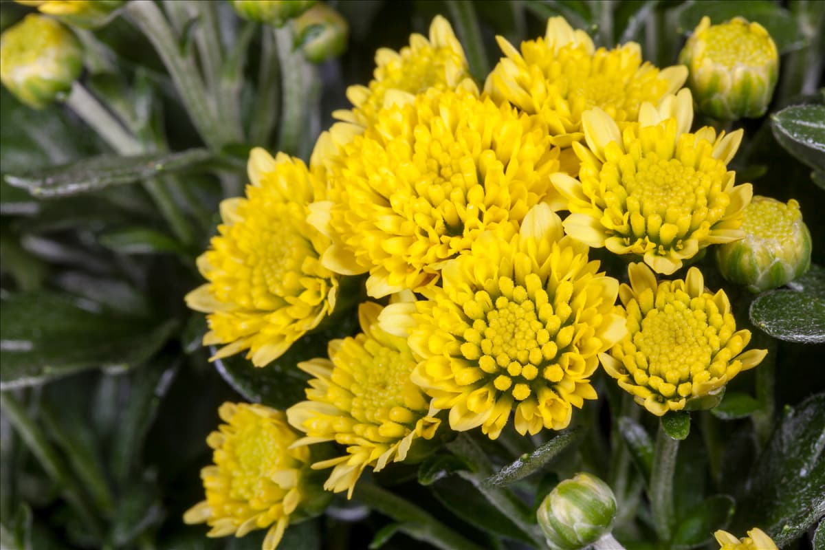 Ajania pacifica Pazifik-Margerite