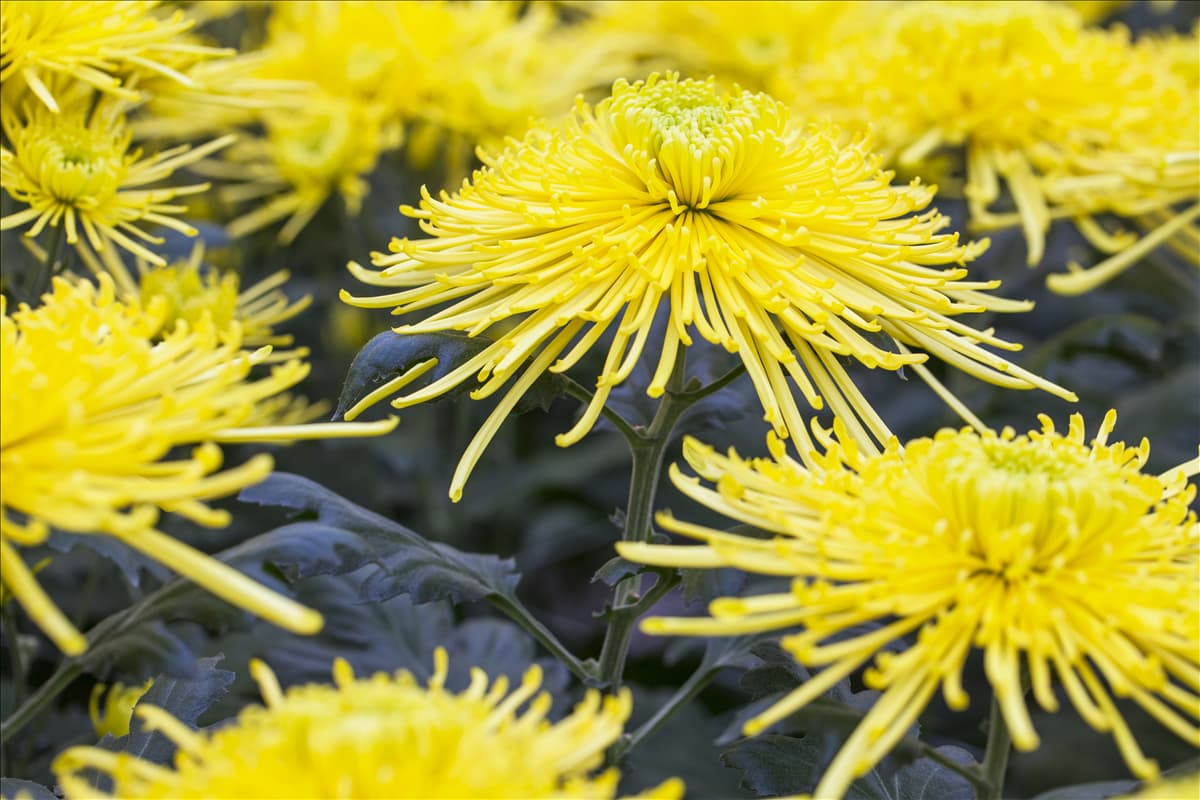Chrysanthemum 'Asia-Cut Mums® Golden Spider'