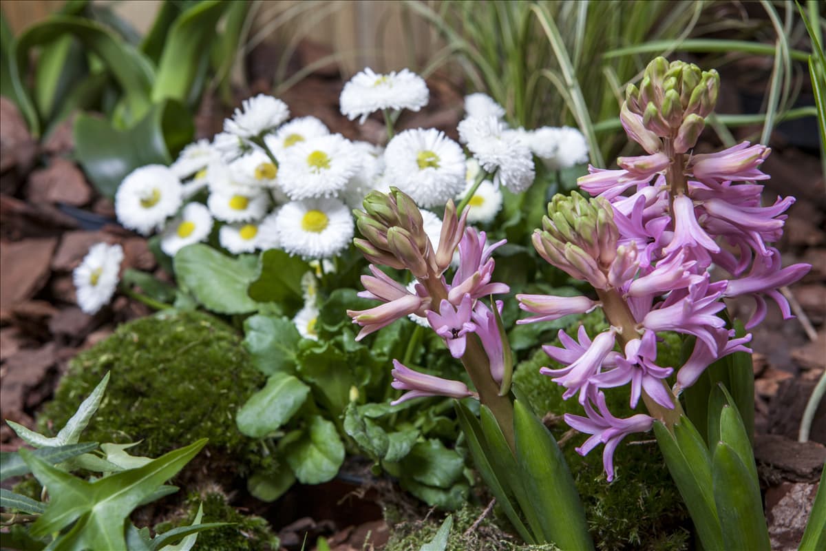 Hyacinthus orientalis