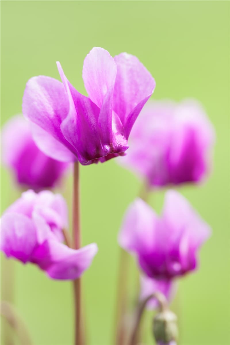 Cyclamen hederifolium 'Ivy Ice Purple'