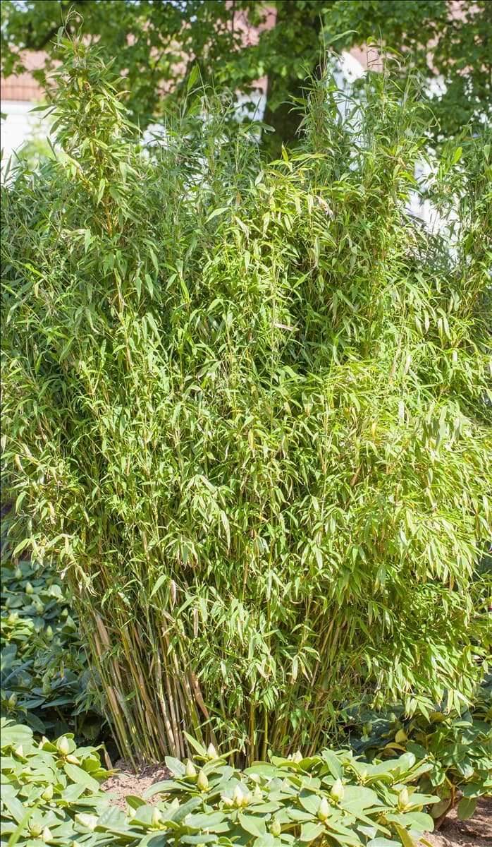 Fargesia murielae 'Standing Stone'®