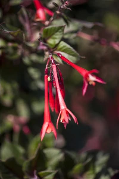 Fuchsia 'Koralle'