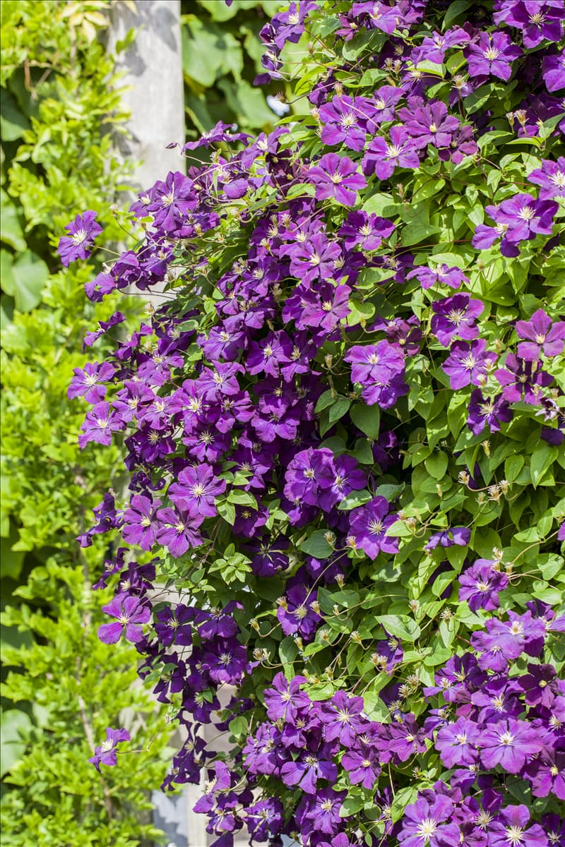 Clematis viticella 'Etoile Violette'