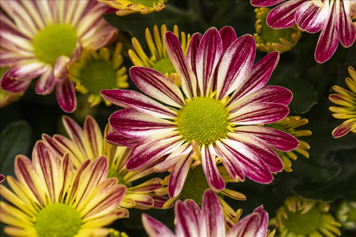 Chrysanthemum indicum 'Rainbow'