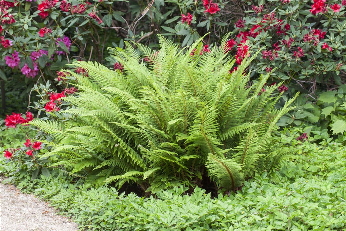 Osmunda