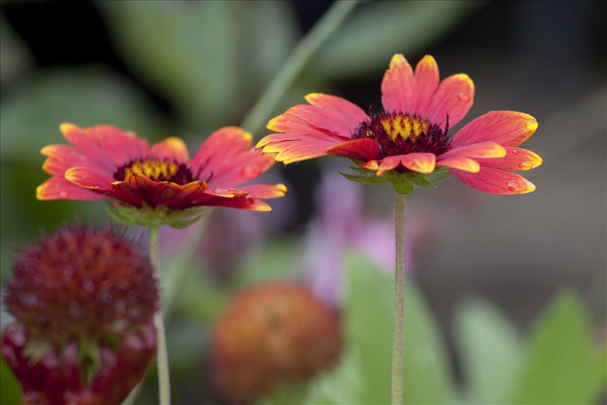 Gaillardia aristata 'Granbur' SUNBURST BURGUNDY