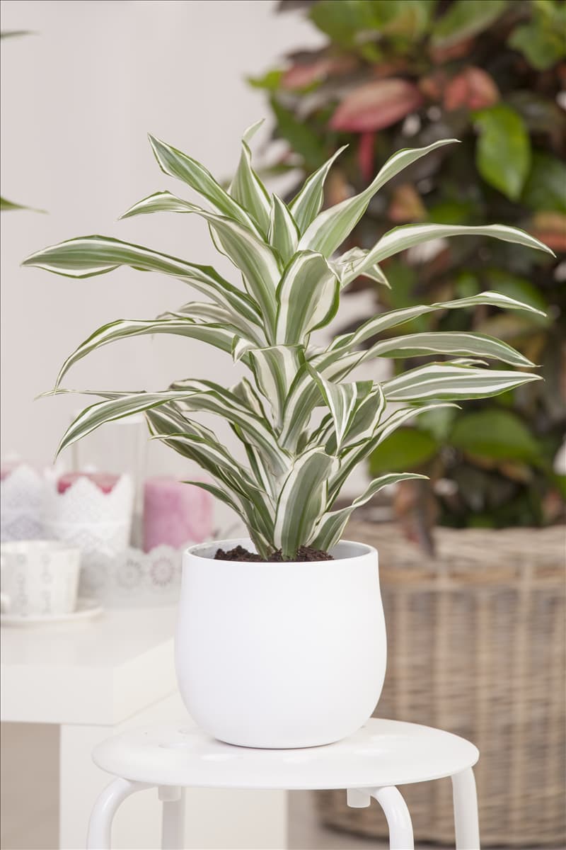 Dracaena fragrans 'White Jewel'