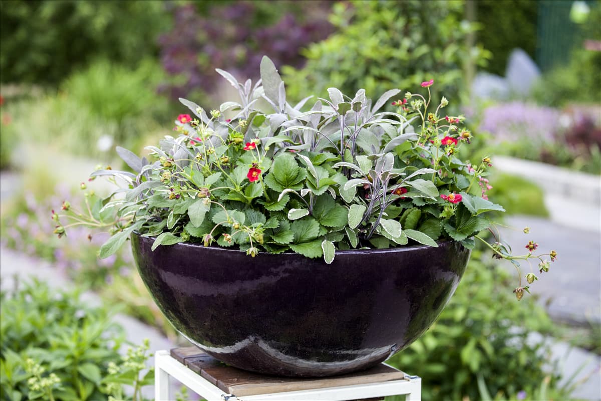 Salvia officinalis 'Tricolor'
