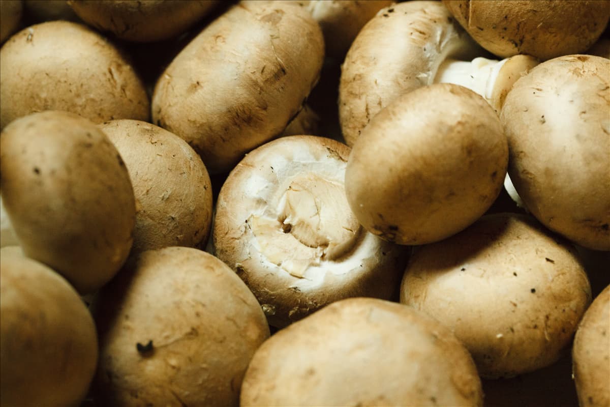 Agaricus campestris Wiesen-Champignon
