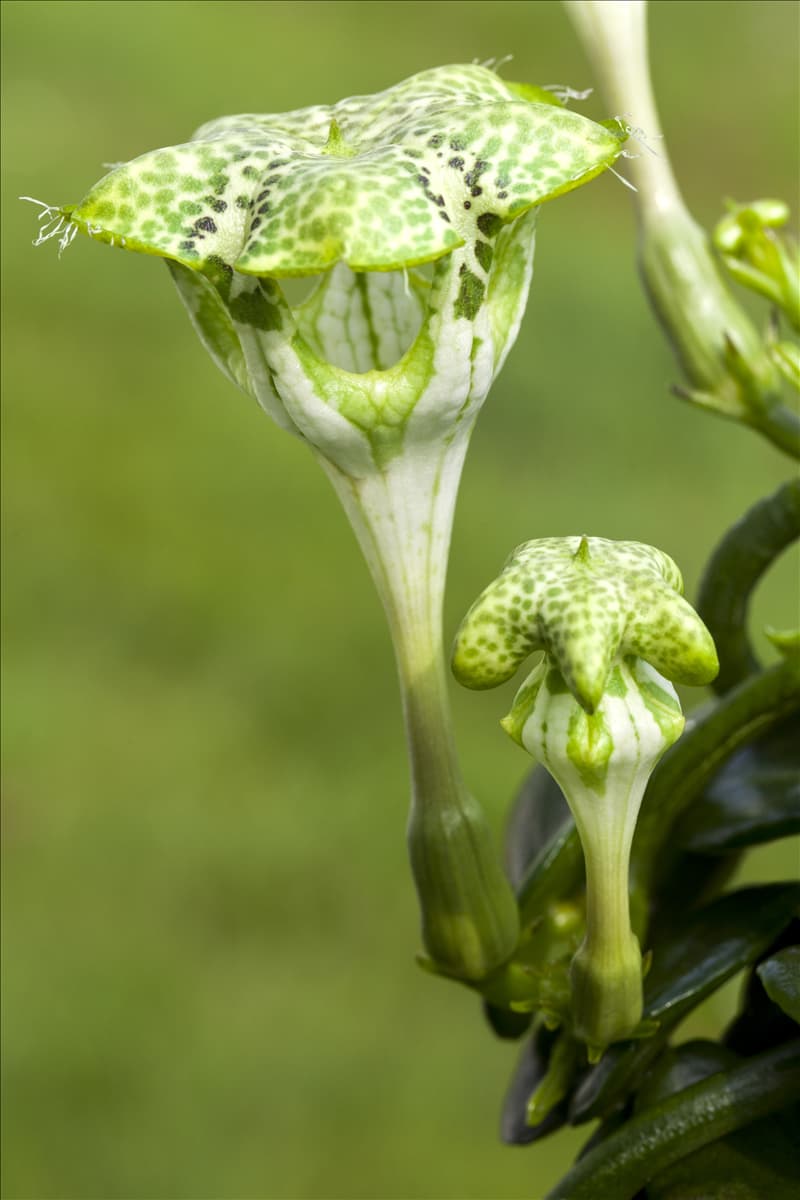 Ceropegia sandersonii Kletternde Leuchterblume