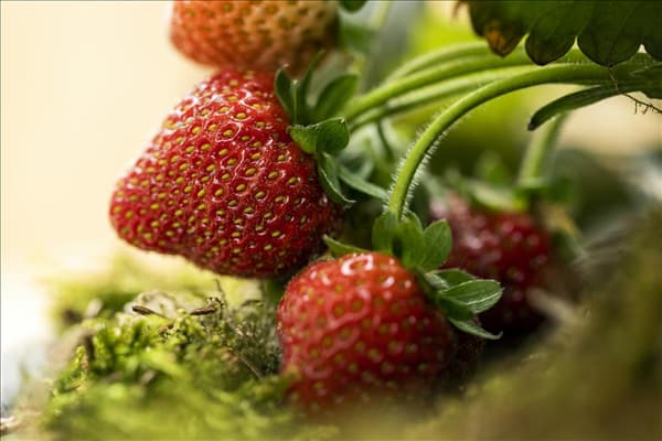Fragaria
