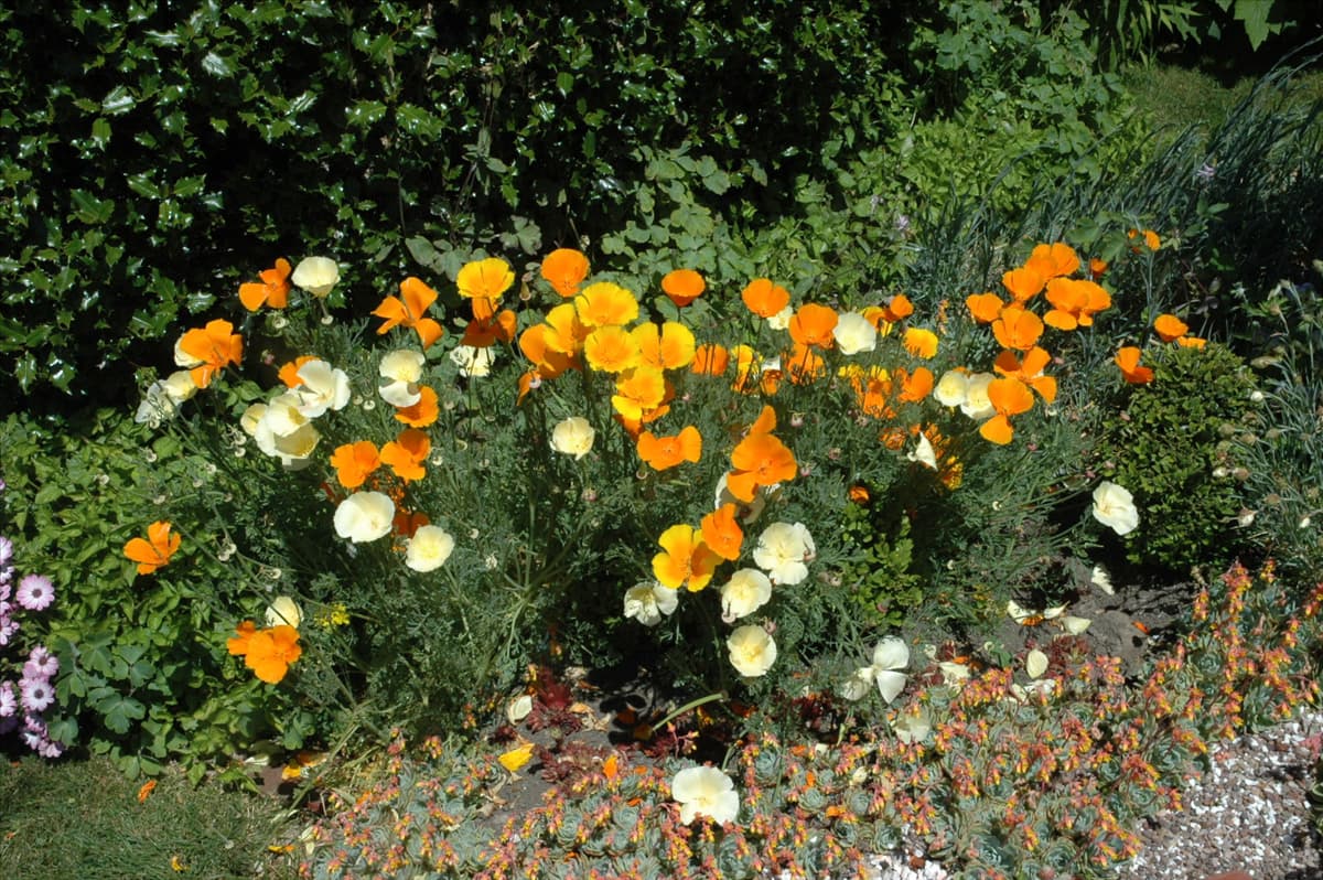 Eschscholzia californica