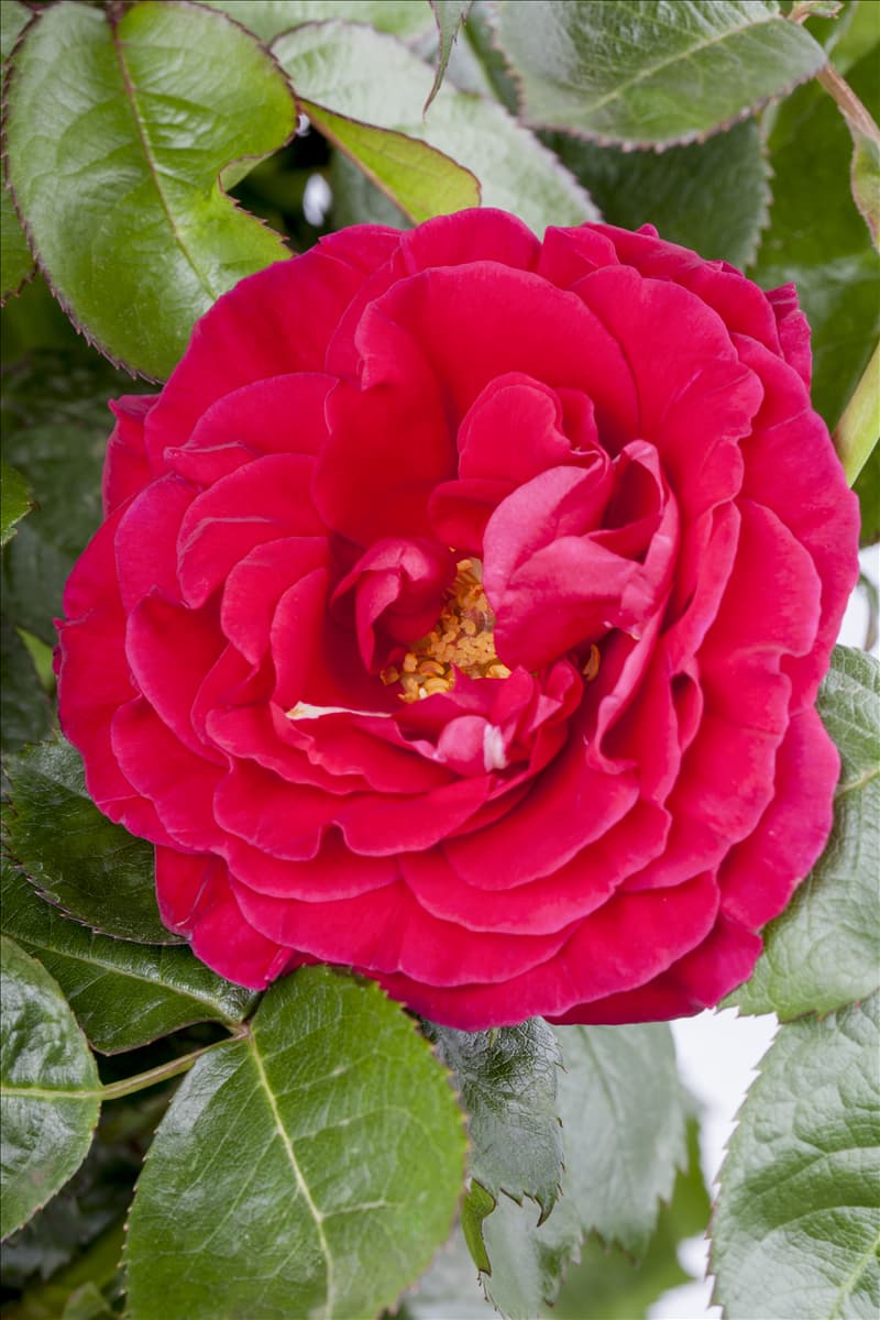 Duftrose Duftrose