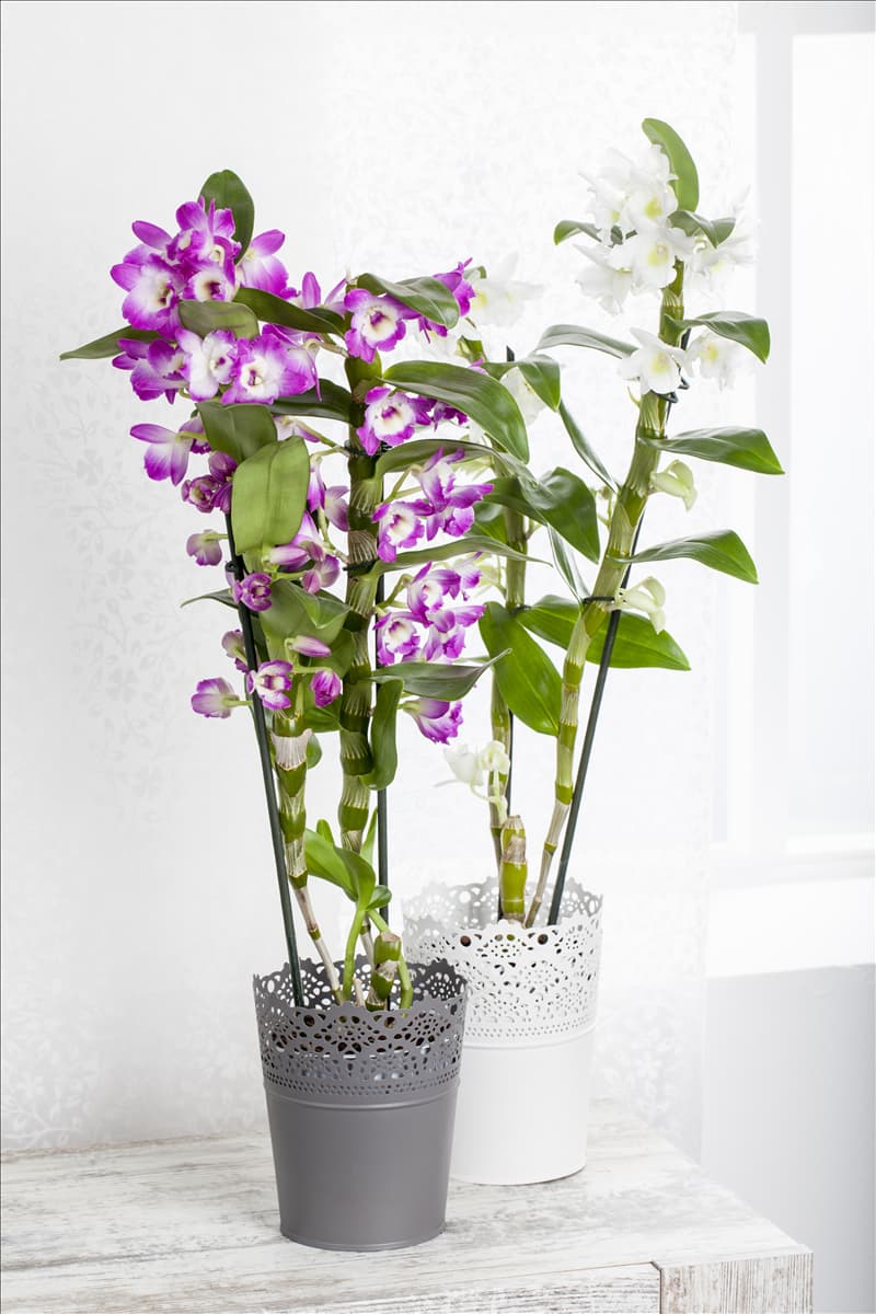 Dendrobium nobile Dendrobie